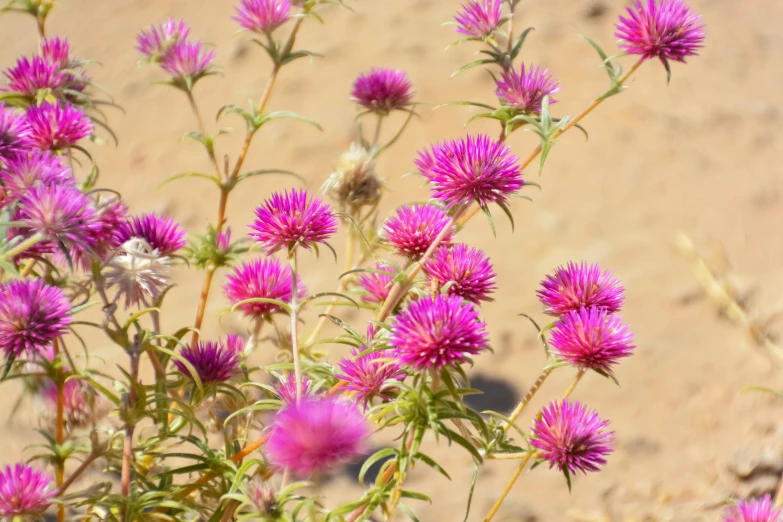 flowers growing on the dirt near sand