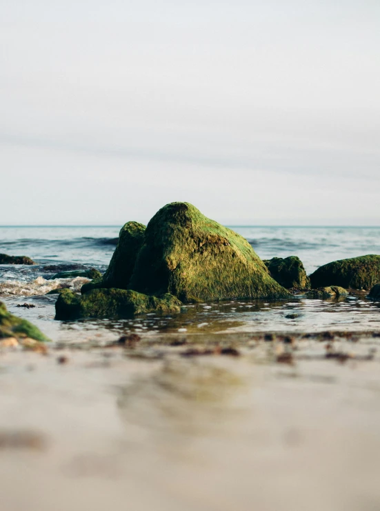 a rock covered with moss in the middle of the ocean