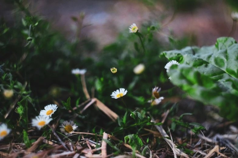 the green and yellow grass has flowers growing