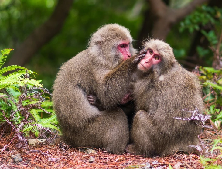 two monkeys are wrestling for space in the forest