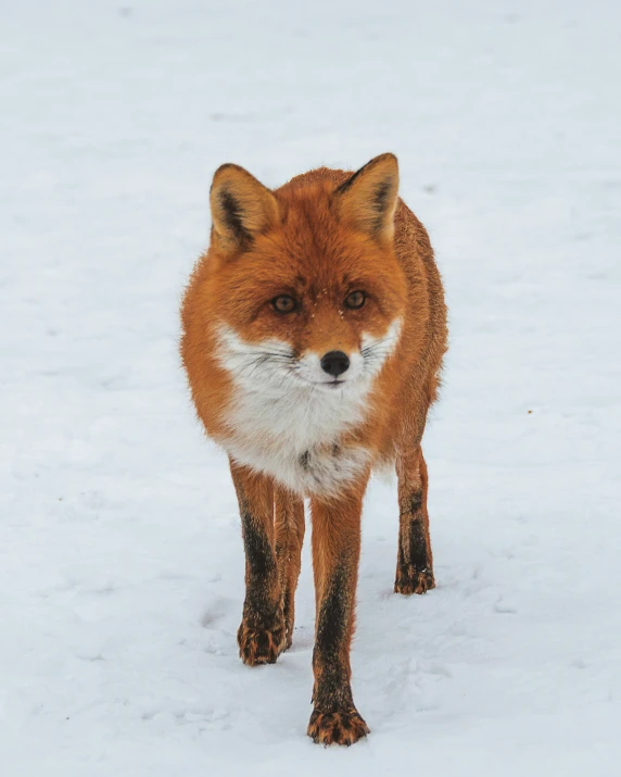a fox is standing in the snow with his eyes open