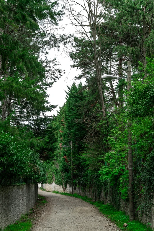 a pathway leading to several forest trees and shrubs