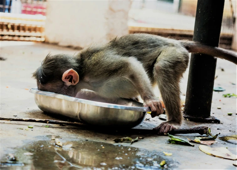 a small monkey sitting in an empty metal dish