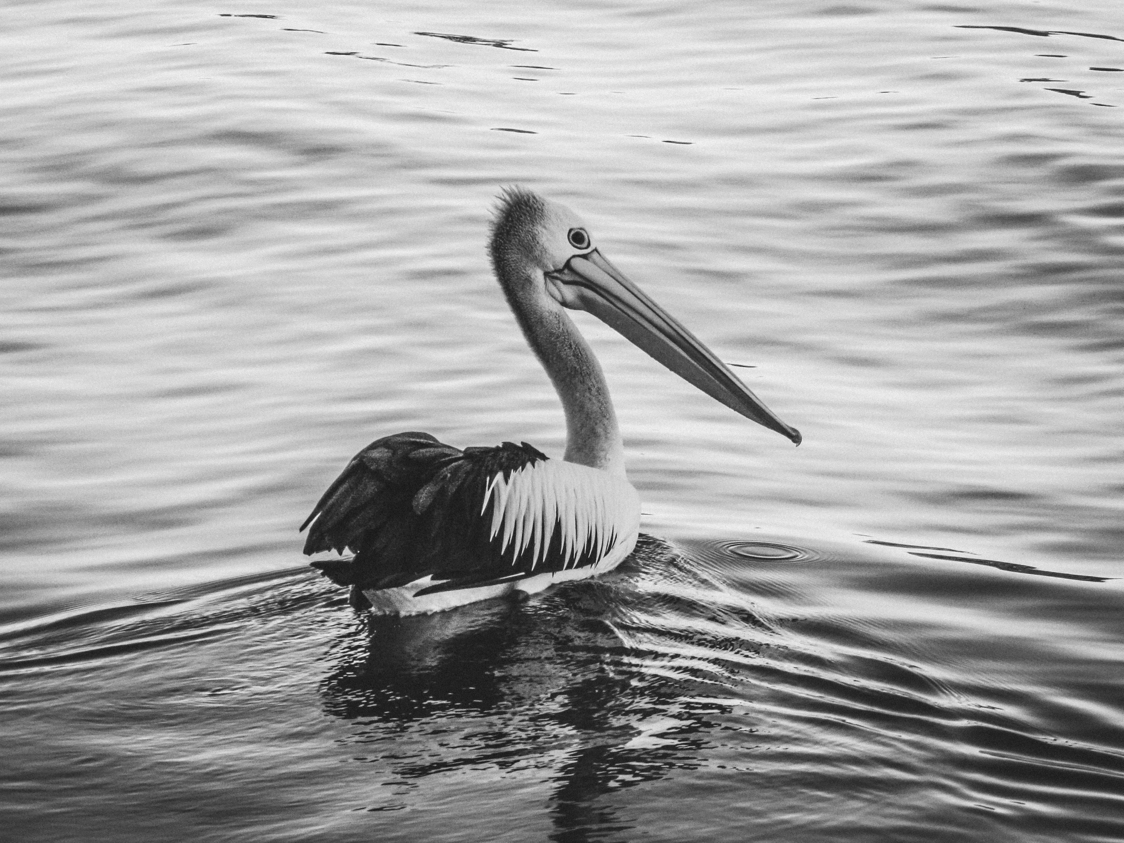 a long beaked pelican floats in the water