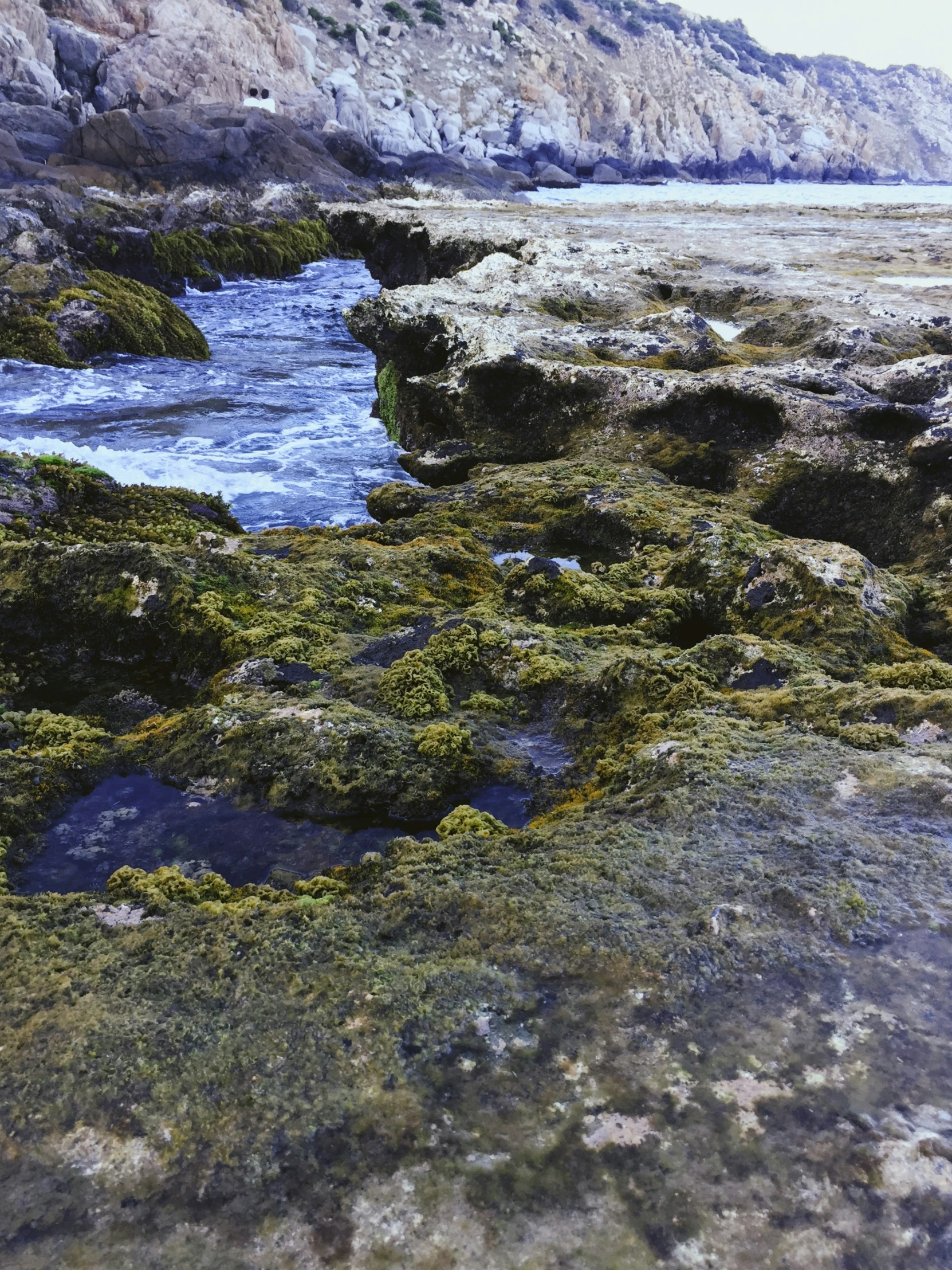 a couple of rocks with plants growing on them