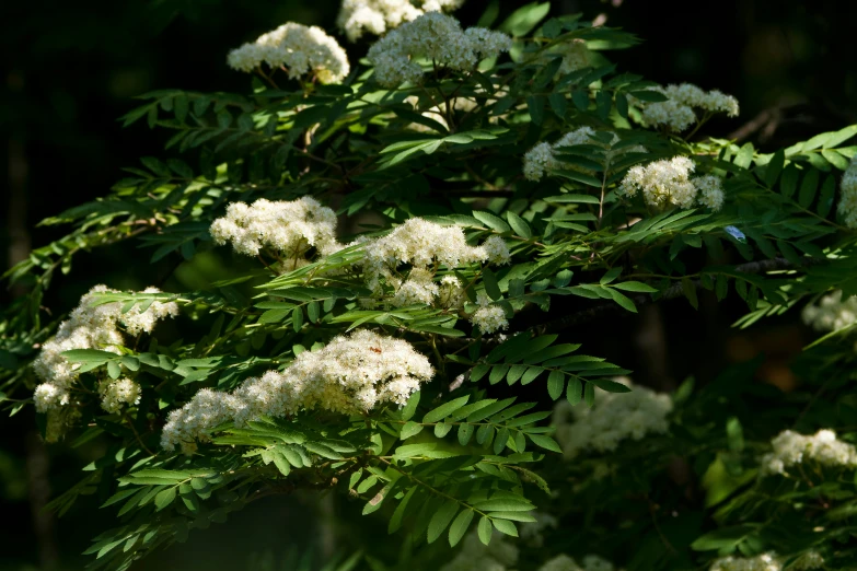 white flowers and green leaves are growing in the bush