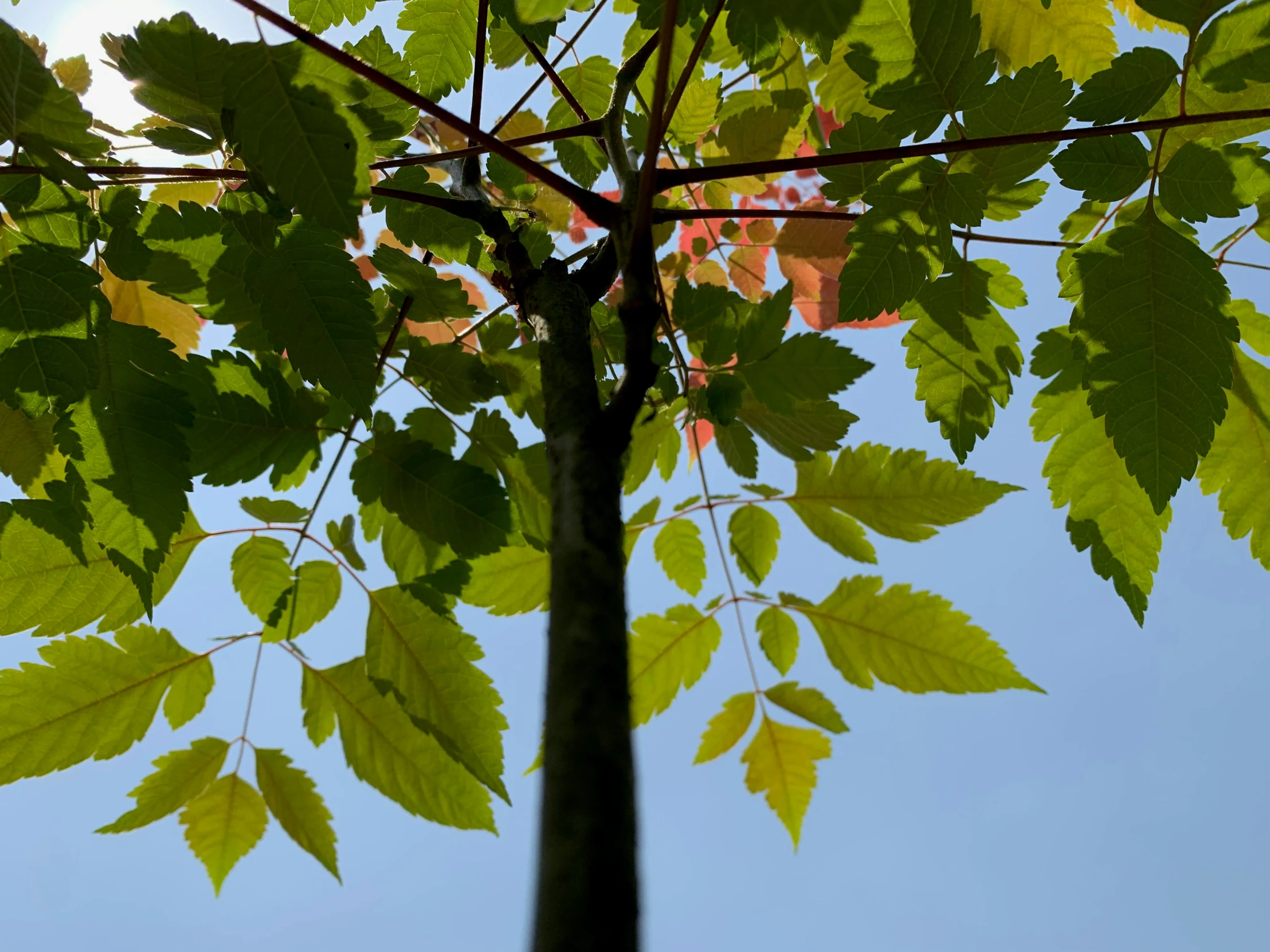 this tree nch has many leaves and is still green