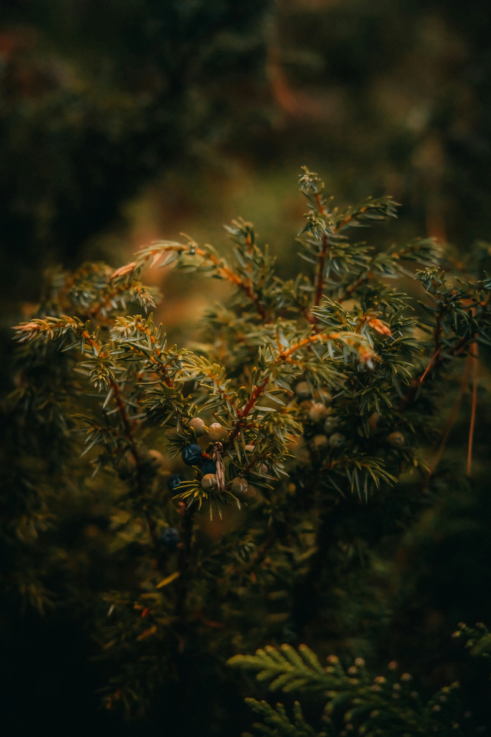 blurry image of pine needles and cones