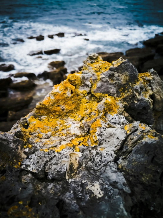 close up of rock with yellow moss growing on it