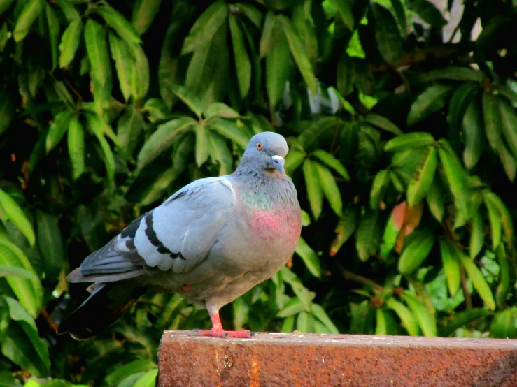 a gray and black bird perched on top of a metal fence post