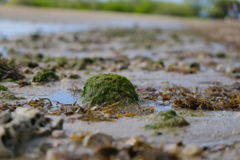 there is a grass ball on the shore of a small lake