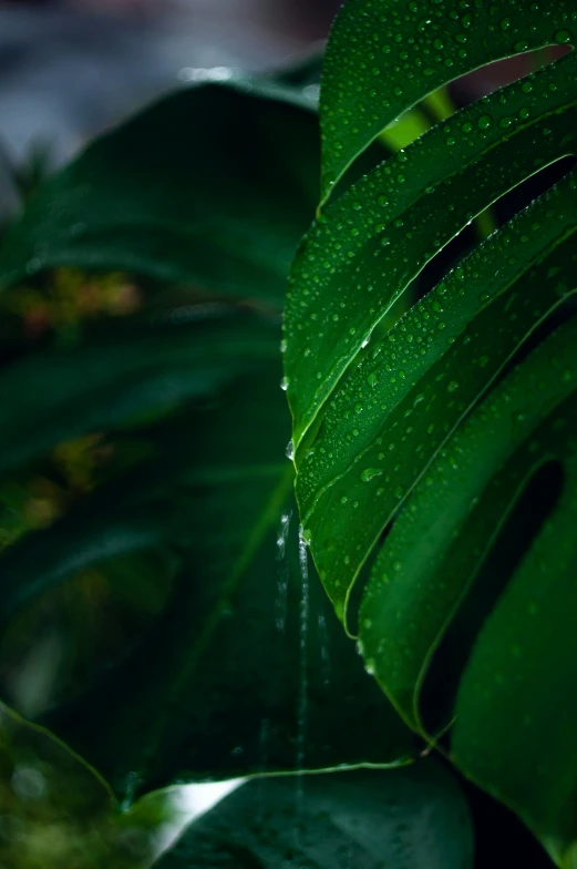 leaves with water droplets on them in the foreground