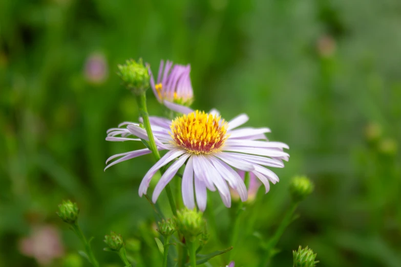 two purple and yellow flowers are in the grass