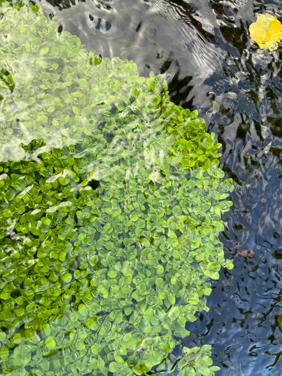 a leaf on the water surrounded by a leaf - like substance