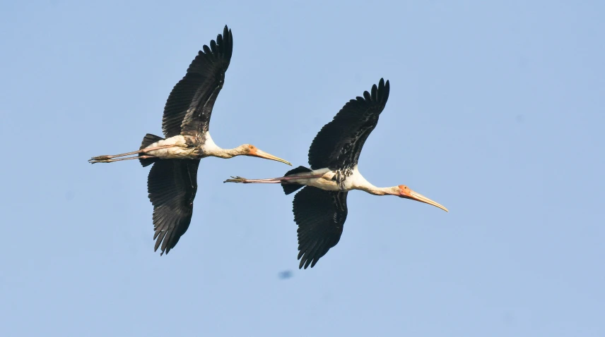 two large birds fly across the sky on a sunny day