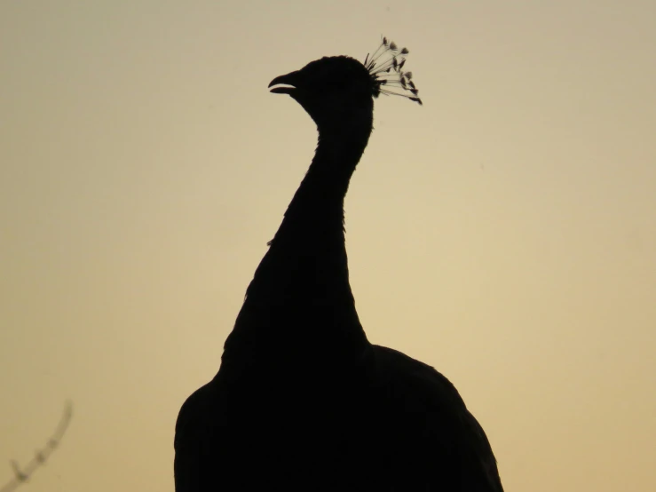 the silhouette of an ostrich looking up at a bird with long necks