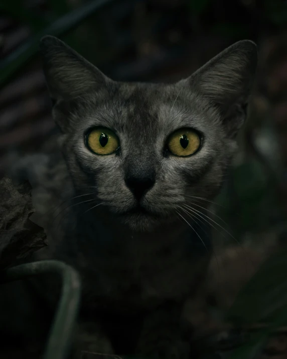 a cat with yellow eyes sitting in the grass