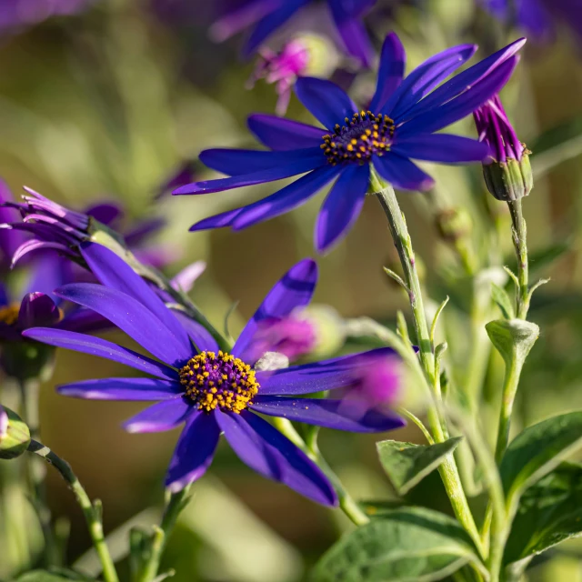 a bouquet of purple flowers in an outdoor garden