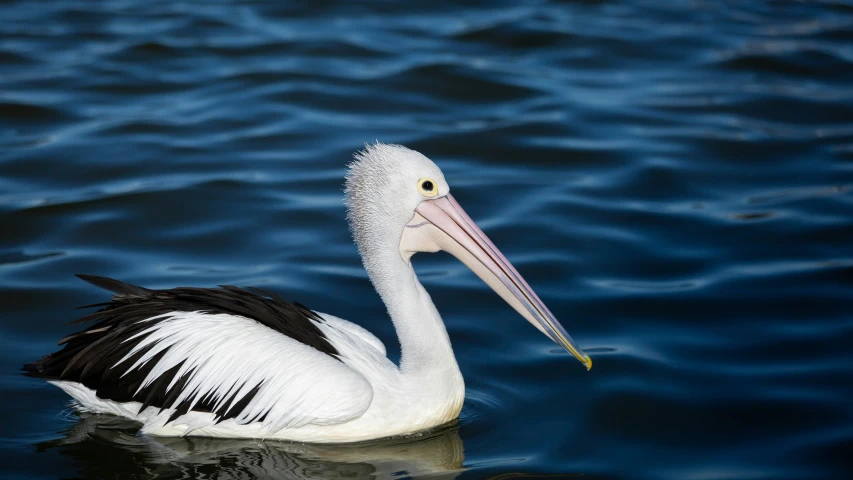 a bird sitting on the top of the water