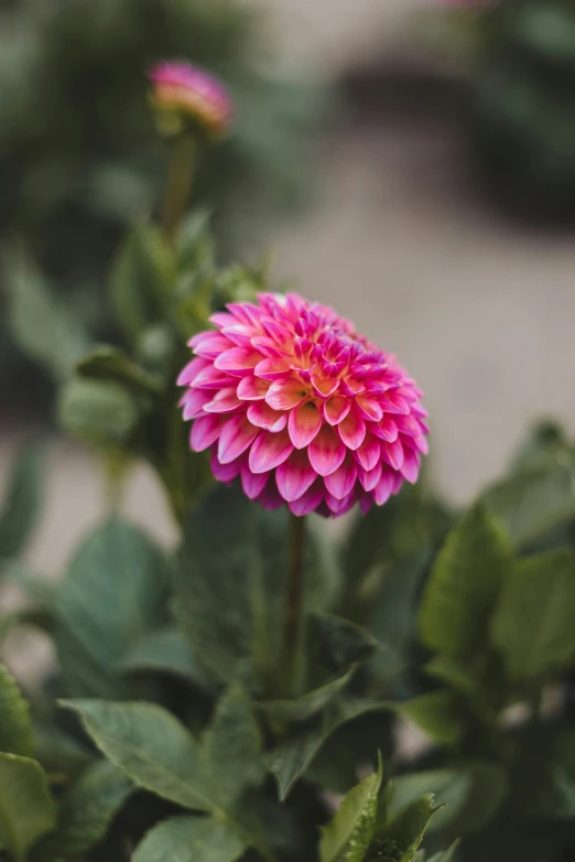 a pink flower sitting in a plant with lots of leaves around it