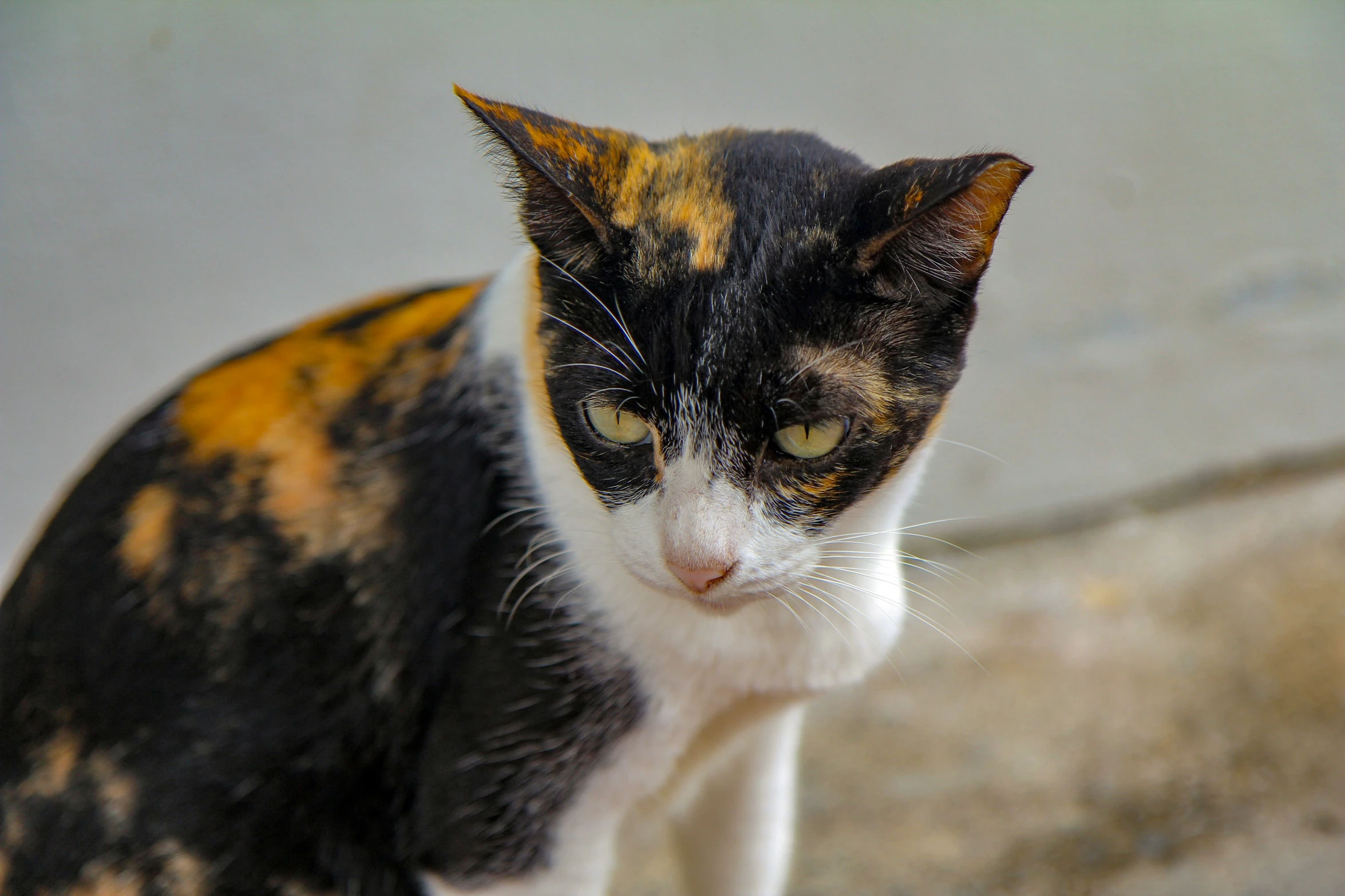 a cat that has yellow spots on it's face