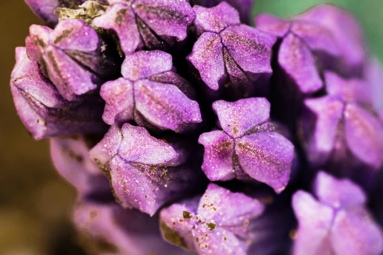 purple, green and gold flower petals on the stem