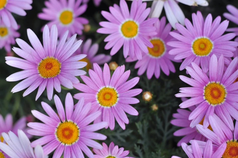 many flowers with yellow and purple centers growing