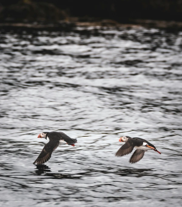 two birds are flying over the water near the shore