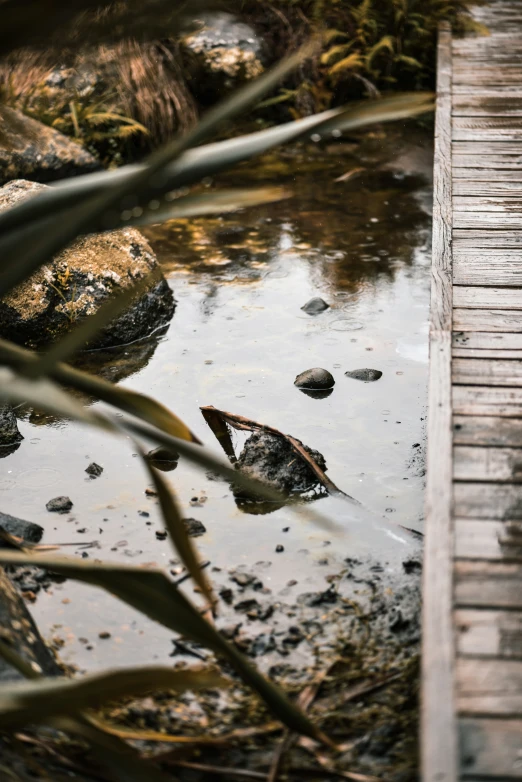 an image of a wooden walkway that leads into the water