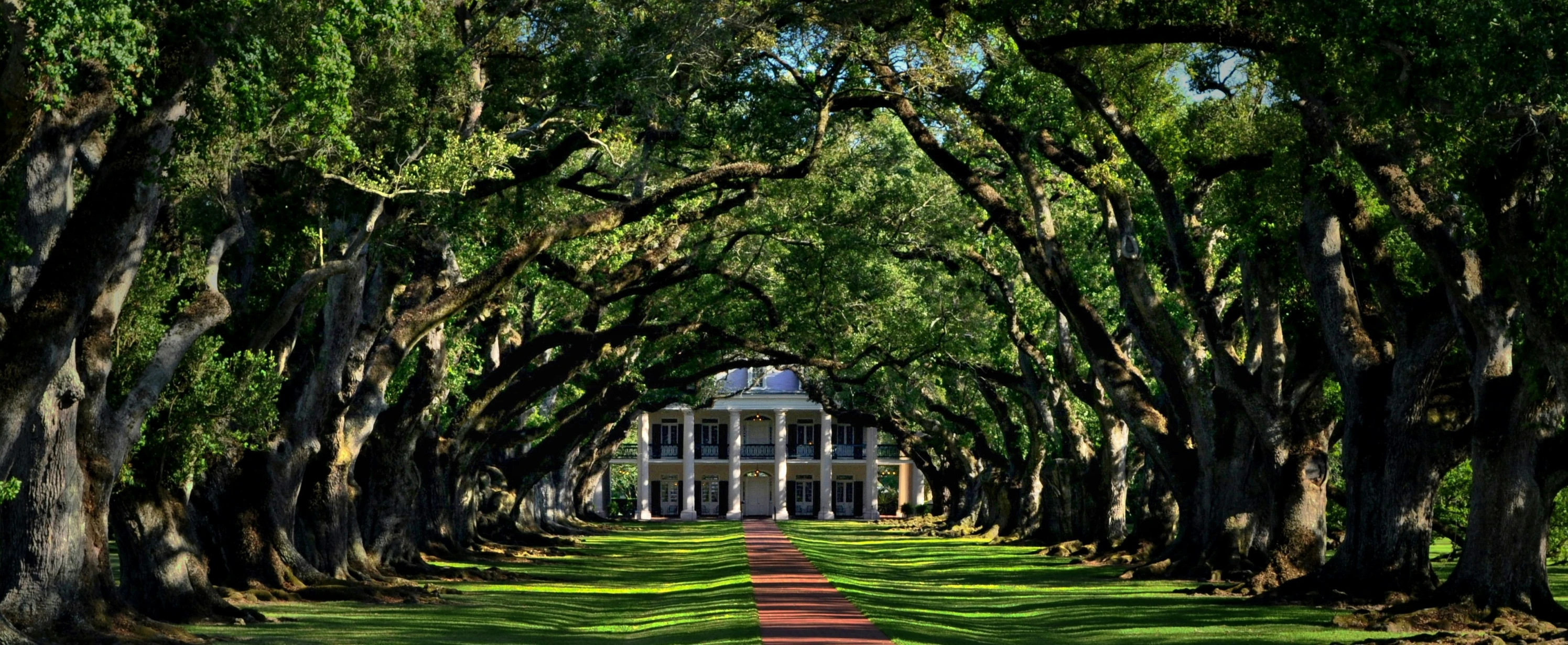 large oak trees line a tree lined pathway