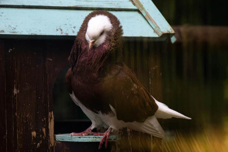 a very cute looking bird by a small birdhouse