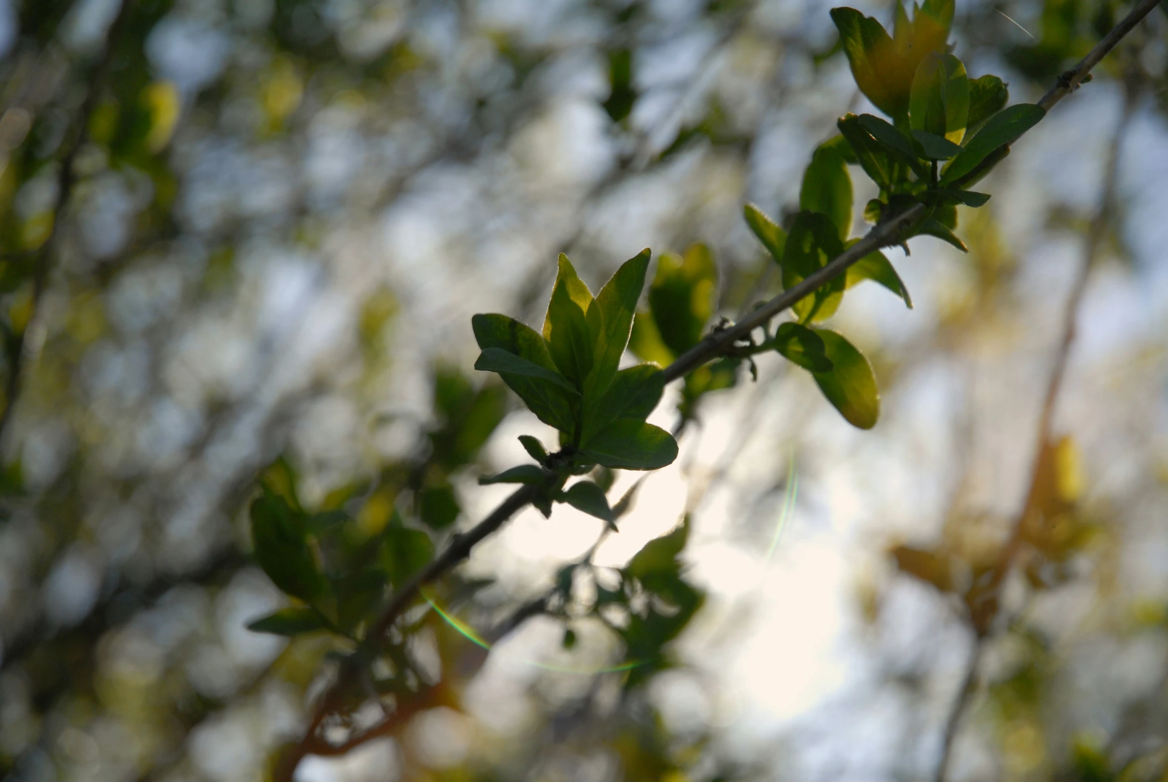 close up of small green leaves on the nches