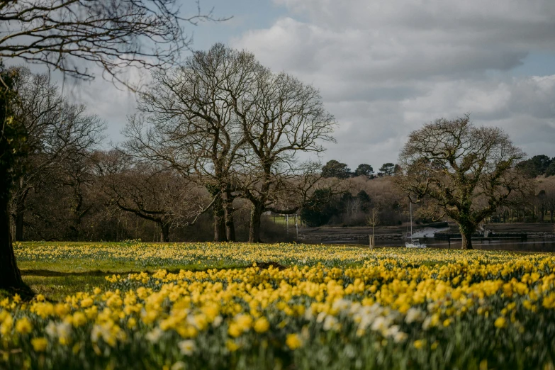 many trees are next to a field filled with yellow and white flowers