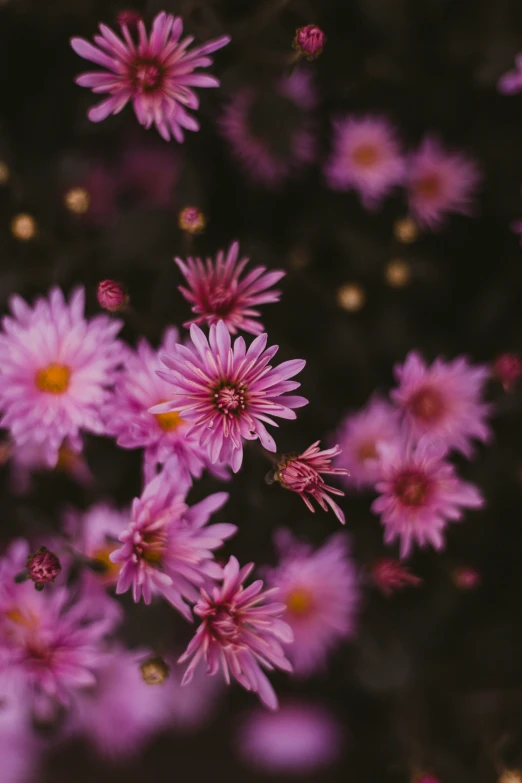 an image of purple flowers with the petals pink