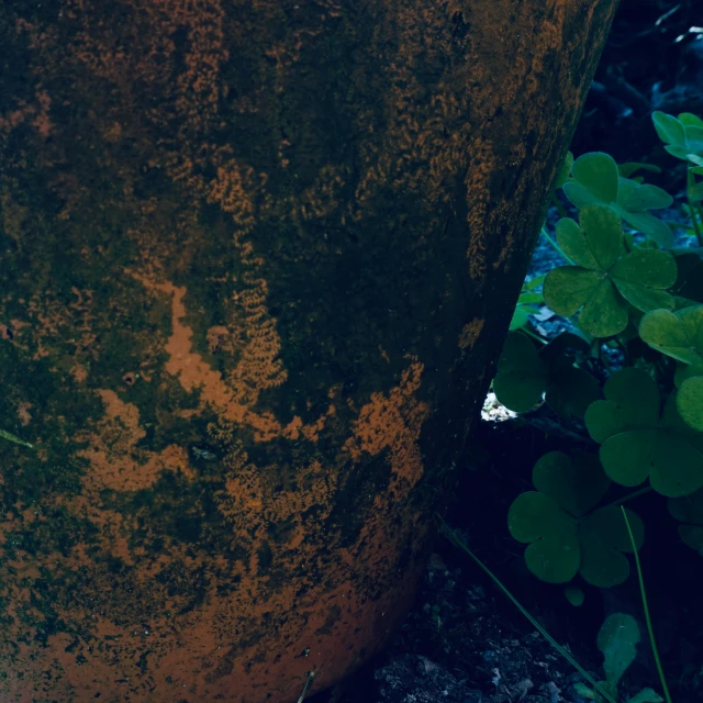 some leaves next to a big old tree