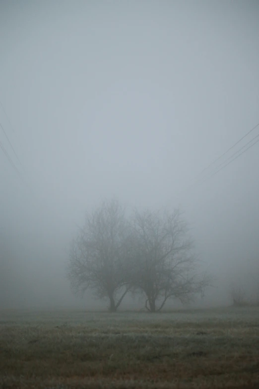 a lone tree stands on an overcast day with no trees