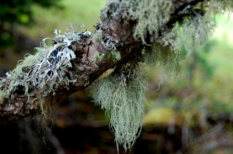 moss hanging from a tree nch with green trees in the background