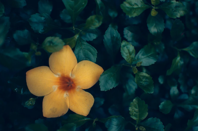 this is a small flower with leaves on it