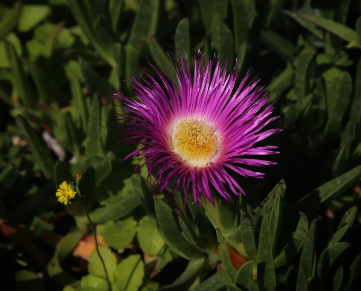 a pink flower with long, thin, curved petals