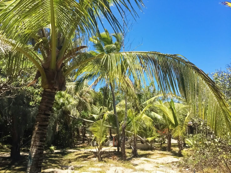 some palm trees in the dirt and blue sky