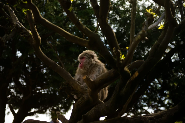 a monkey is sitting on a nch of a tree