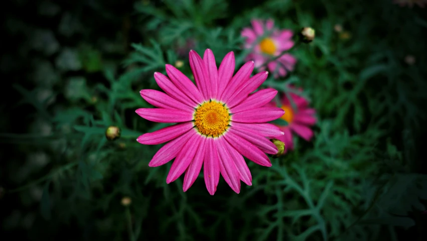 a pink flower with yellow center surrounded by greenery