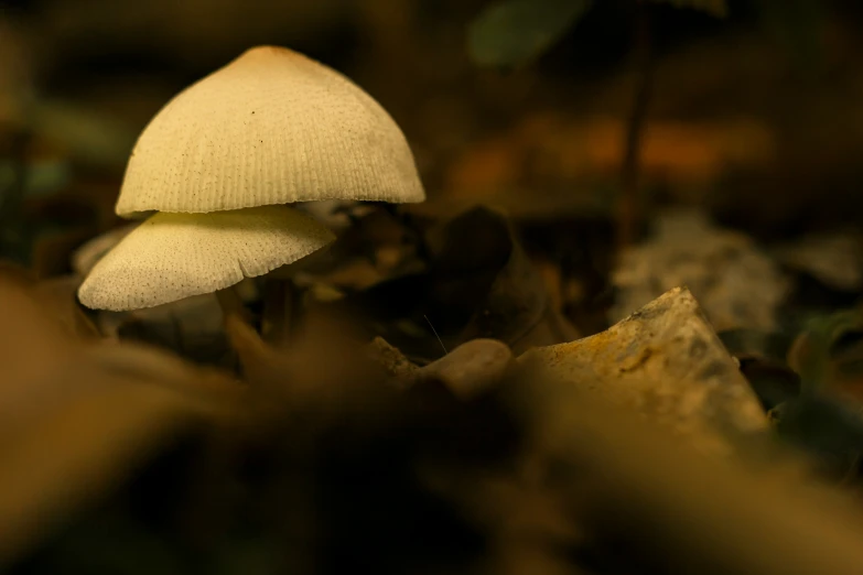 an image of a mushroom on the ground