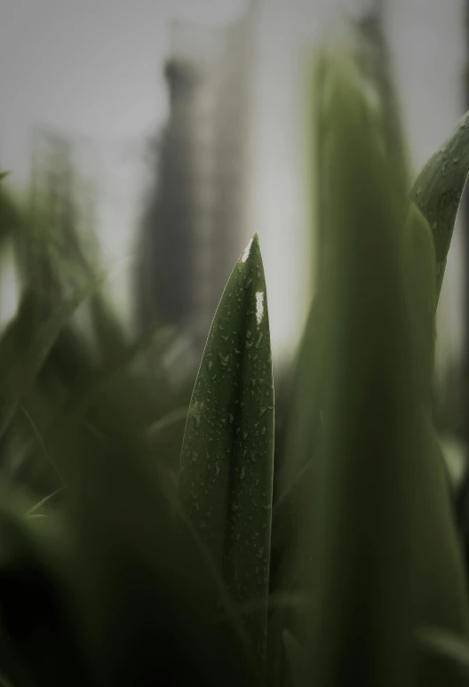 the view from behind a lush green plant