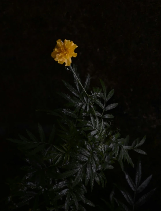 a yellow flower is glowing brightly on the dark background