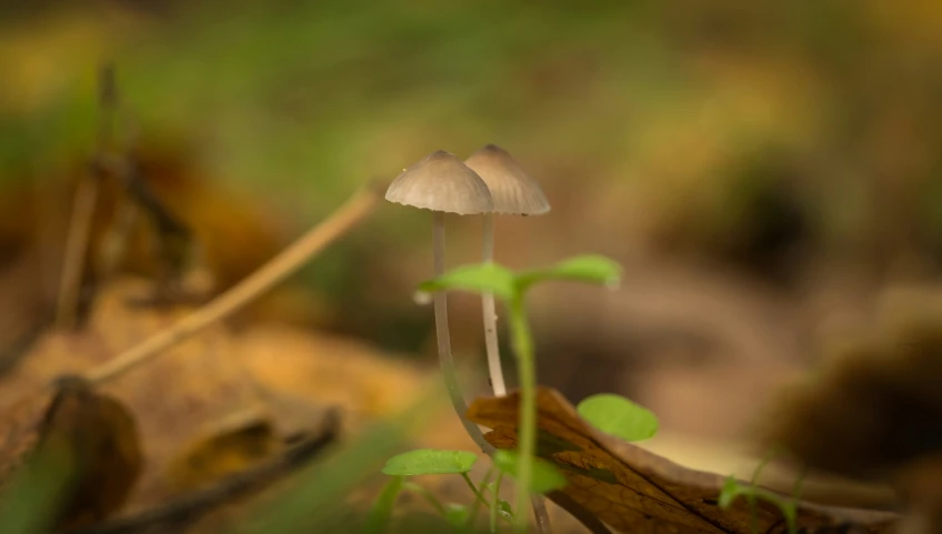 small mushrooms growing out of the forest in a field