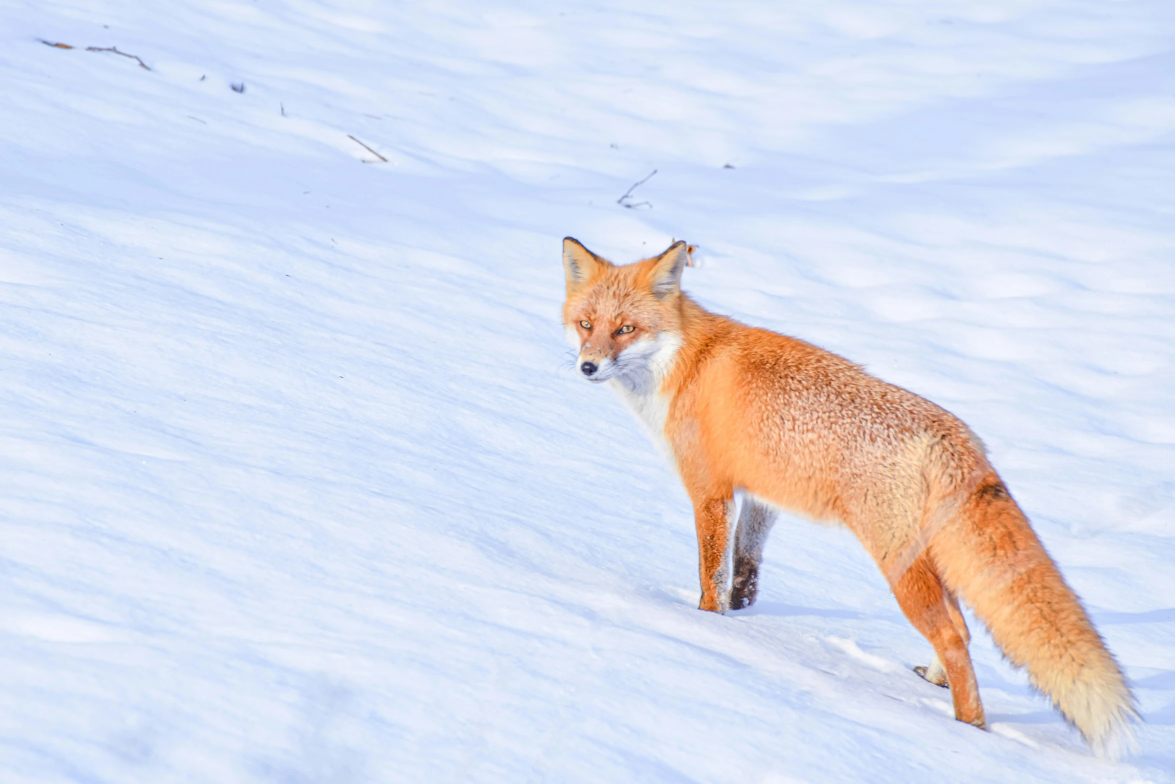 a large red fox stands in the snow