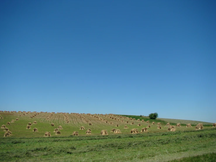 a big field of grass with sheep grazing on it