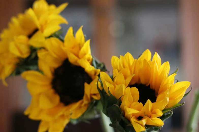 a group of sunflowers are in a glass vase