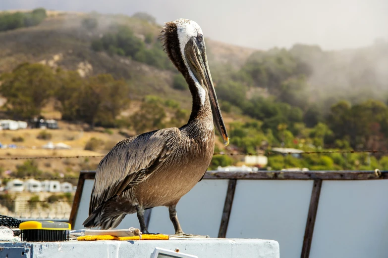 a pelican perched on top of a roof in the sun